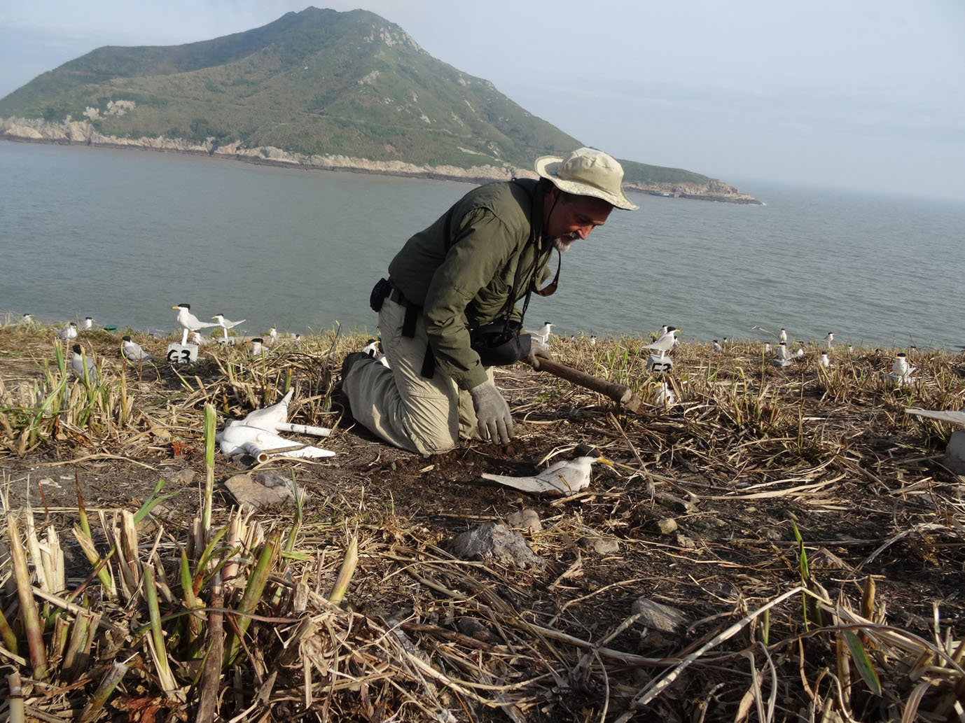 distribute artificial birds.jpg